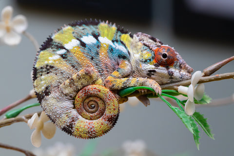 Holdbacks/Individuals: Ambilobe offspring from "Fandra Manody-volana" (AKA Pineapple Express) x "Voaotitra-nofy" (Inverted Dream) - Hatched: August 2025 - Male #1