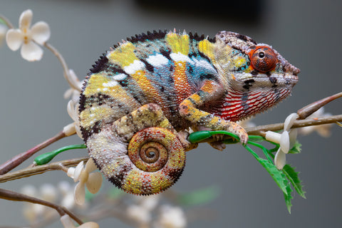 Holdbacks/Individuals: Ambilobe offspring from "Fandra Manody-volana" (AKA Pineapple Express) x "Voaotitra-nofy" (Inverted Dream) - Hatched: August 2025 - Male #1