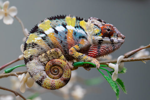 Holdbacks/Individuals: Ambilobe offspring from "Fandra Manody-volana" (AKA Pineapple Express) x "Voaotitra-nofy" (Inverted Dream) - Hatched: August 2025 - Male #1