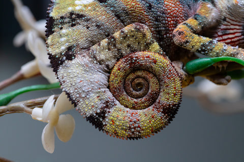 Holdbacks/Individuals: Ambilobe offspring from "Fandra Manody-volana" (AKA Pineapple Express) x "Voaotitra-nofy" (Inverted Dream) - Hatched: August 2025 - Male #1