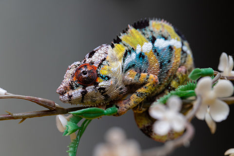 Holdbacks/Individuals: Ambilobe offspring from "Fandra Manody-volana" (AKA Pineapple Express) x "Voaotitra-nofy" (Inverted Dream) - Hatched: August 2025 - Male #1