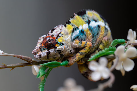 Holdbacks/Individuals: Ambilobe offspring from "Fandra Manody-volana" (AKA Pineapple Express) x "Voaotitra-nofy" (Inverted Dream) - Hatched: August 2025 - Male #1