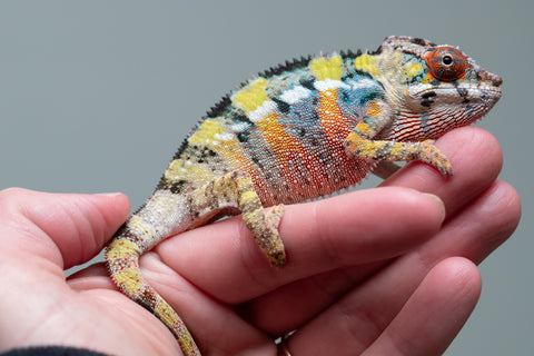 Holdbacks/Individuals: Ambilobe offspring from "Fandra Manody-volana" (AKA Pineapple Express) x "Voaotitra-nofy" (Inverted Dream) - Hatched: August 2025 - Male #1