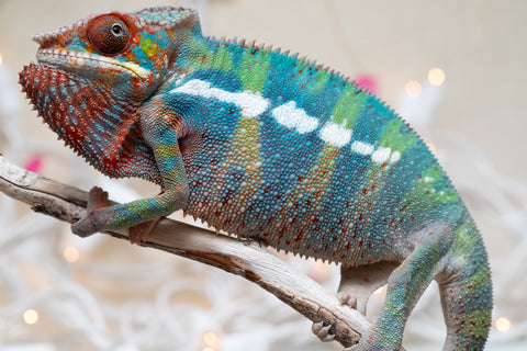 Holdbacks/Individuals: Ambilobe group from "Fandra Manody-volana" (AKA Pineapple Express) x "Voaotitra-nofy" (Inverted Dream) - Hatched: Sept 2025 - Male #4