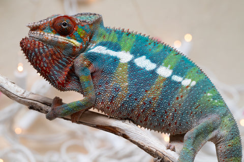 Holdbacks/Individuals: Ambilobe group from "Fandra Manody-volana" (AKA Pineapple Express) x "Voaotitra-nofy" (Inverted Dream) - Hatched: Sept 2025 - Male #4