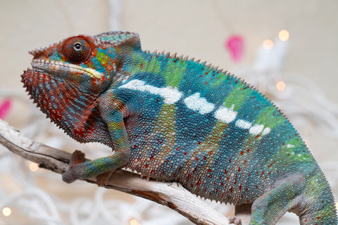 Holdbacks/Individuals: Ambilobe group from "Fandra Manody-volana" (AKA Pineapple Express) x "Voaotitra-nofy" (Inverted Dream) - Hatched: Sept 2025 - Male #4