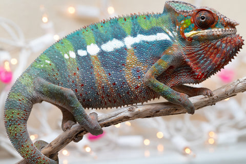 Holdbacks/Individuals: Ambilobe group from "Fandra Manody-volana" (AKA Pineapple Express) x "Voaotitra-nofy" (Inverted Dream) - Hatched: Sept 2025 - Male #4