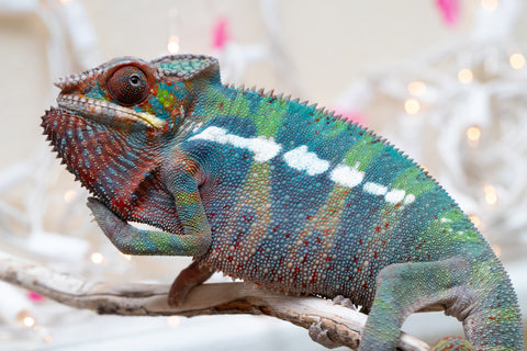 Holdbacks/Individuals: Ambilobe group from "Fandra Manody-volana" (AKA Pineapple Express) x "Voaotitra-nofy" (Inverted Dream) - Hatched: Sept 2025 - Male #4