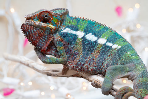 Holdbacks/Individuals: Ambilobe group from "Fandra Manody-volana" (AKA Pineapple Express) x "Voaotitra-nofy" (Inverted Dream) - Hatched: Sept 2025 - Male #4