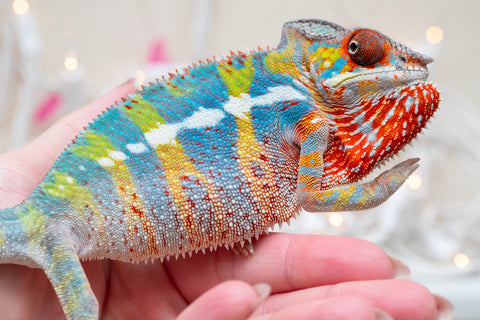 Holdbacks/Individuals: Ambilobe group from "Fandra Manody-volana" (AKA Pineapple Express) x "Voaotitra-nofy" (Inverted Dream) - Hatched: Sept 2025 - Male #5