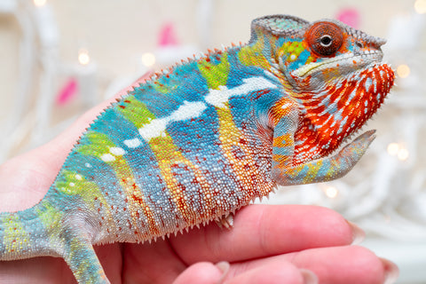 Holdbacks/Individuals: Ambilobe group from "Fandra Manody-volana" (AKA Pineapple Express) x "Voaotitra-nofy" (Inverted Dream) - Hatched: Sept 2025 - Male #5