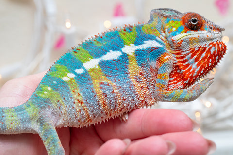 Holdbacks/Individuals: Ambilobe group from "Fandra Manody-volana" (AKA Pineapple Express) x "Voaotitra-nofy" (Inverted Dream) - Hatched: Sept 2025 - Male #5