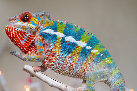 Holdbacks/Individuals: Ambilobe group from "Fandra Manody-volana" (AKA Pineapple Express) x "Voaotitra-nofy" (Inverted Dream) - Hatched: Sept 2025 - Male #5