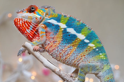 Holdbacks/Individuals: Ambilobe group from "Fandra Manody-volana" (AKA Pineapple Express) x "Voaotitra-nofy" (Inverted Dream) - Hatched: Sept 2025 - Male #5