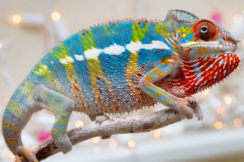 Holdbacks/Individuals: Ambilobe group from "Fandra Manody-volana" (AKA Pineapple Express) x "Voaotitra-nofy" (Inverted Dream) - Hatched: Sept 2025 - Male #5