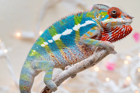 Holdbacks/Individuals: Ambilobe group from "Fandra Manody-volana" (AKA Pineapple Express) x "Voaotitra-nofy" (Inverted Dream) - Hatched: Sept 2025 - Male #5