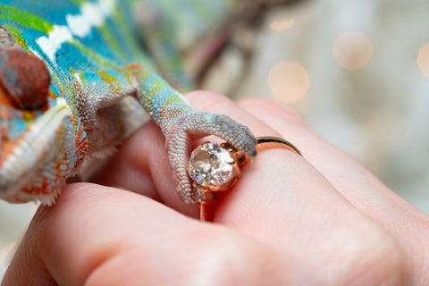 Holdbacks/Individuals: Ambilobe group from "Fandra Manody-volana" (AKA Pineapple Express) x "Voaotitra-nofy" (Inverted Dream) - Hatched: Sept 2025 - Male #5