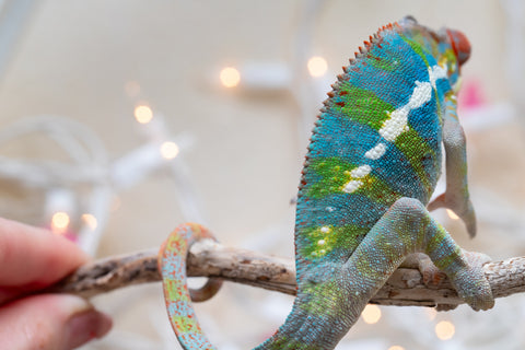 Holdbacks/Individuals: Ambilobe group from "Fandra Manody-volana" (AKA Pineapple Express) x "Voaotitra-nofy" (Inverted Dream) - Hatched: Sept 2025 - Male #5