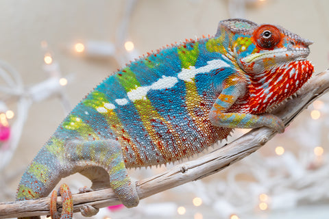 Holdbacks/Individuals: Ambilobe group from "Fandra Manody-volana" (AKA Pineapple Express) x "Voaotitra-nofy" (Inverted Dream) - Hatched: Sept 2025 - Male #5