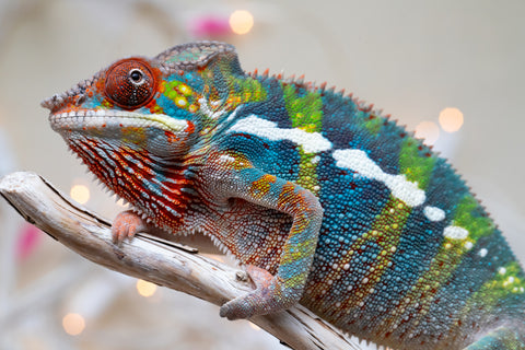 Holdbacks/Individuals: Ambilobe group from "Fandra Manody-volana" (AKA Pineapple Express) x "Voaotitra-nofy" (Inverted Dream) - Hatched: Sept 2025 - Male #5