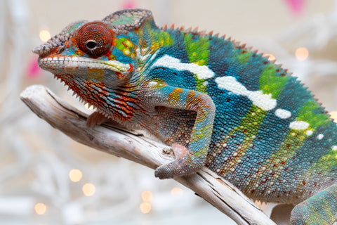 Holdbacks/Individuals: Ambilobe group from "Fandra Manody-volana" (AKA Pineapple Express) x "Voaotitra-nofy" (Inverted Dream) - Hatched: Sept 2025 - Male #5