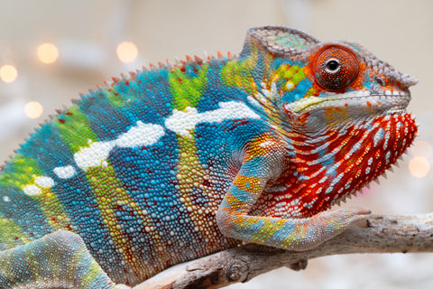 Holdbacks/Individuals: Ambilobe group from "Fandra Manody-volana" (AKA Pineapple Express) x "Voaotitra-nofy" (Inverted Dream) - Hatched: Sept 2025 - Male #5