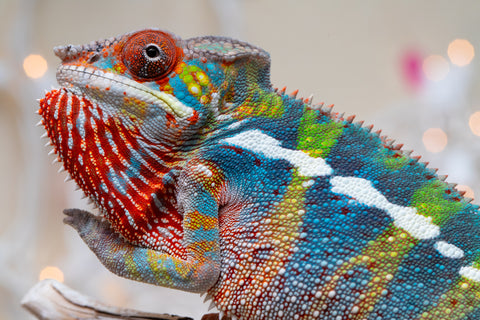 Holdbacks/Individuals: Ambilobe group from "Fandra Manody-volana" (AKA Pineapple Express) x "Voaotitra-nofy" (Inverted Dream) - Hatched: Sept 2025 - Male #5