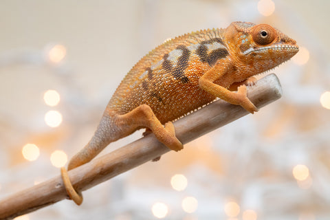 Holdbacks/Individuals: Ambilobe Offspring From "Fandra Manody-volana" (AKA Pineapple Express) x "Voaotitra-nofy" (AKA Inverted Dream) - Hatched Nov - Dec 2025 - Female #1