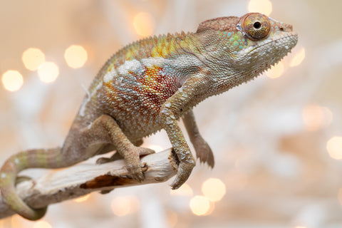 Holdbacks/Individuals: Ambilobe offspring from "Fandra Manody-volana" (AKA Pineapple Express) x "Voaotitra-nofy" (Inverted Dream) - Hatched Nov - Dec 2025 - Male #1