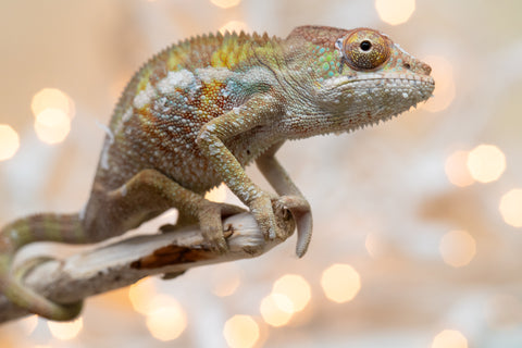 Holdbacks/Individuals: Ambilobe offspring from "Fandra Manody-volana" (AKA Pineapple Express) x "Voaotitra-nofy" (Inverted Dream) - Hatched Nov - Dec 2025 - Male #1