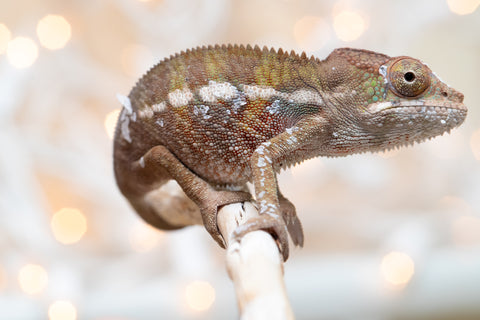 Holdbacks/Individuals: Ambilobe offspring from "Fandra Manody-volana" (AKA Pineapple Express) x "Voaotitra-nofy" (Inverted Dream) - Hatched Nov - Dec 2025 - Male #1