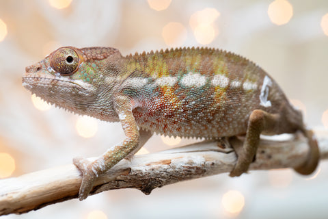 Holdbacks/Individuals: Ambilobe offspring from "Fandra Manody-volana" (AKA Pineapple Express) x "Voaotitra-nofy" (Inverted Dream) - Hatched Nov - Dec 2025 - Male #1