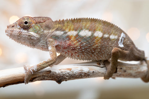 Holdbacks/Individuals: Ambilobe offspring from "Fandra Manody-volana" (AKA Pineapple Express) x "Voaotitra-nofy" (Inverted Dream) - Hatched Nov - Dec 2025 - Male #1