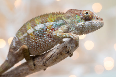 Holdbacks/Individuals: Ambilobe offspring from "Fandra Manody-volana" (AKA Pineapple Express) x "Voaotitra-nofy" (Inverted Dream) - Hatched Nov - Dec 2025 - Male #1