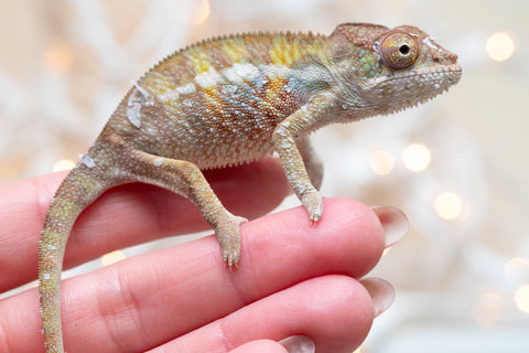 Holdbacks/Individuals: Ambilobe offspring from "Fandra Manody-volana" (AKA Pineapple Express) x "Voaotitra-nofy" (Inverted Dream) - Hatched Nov - Dec 2025 - Male #1