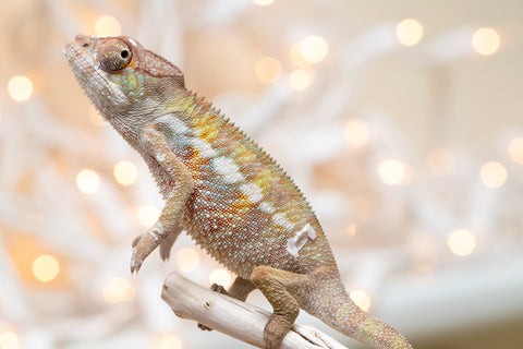 Holdbacks/Individuals: Ambilobe offspring from "Fandra Manody-volana" (AKA Pineapple Express) x "Voaotitra-nofy" (Inverted Dream) - Hatched Nov - Dec 2025 - Male #1