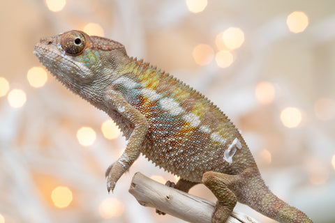 Holdbacks/Individuals: Ambilobe offspring from "Fandra Manody-volana" (AKA Pineapple Express) x "Voaotitra-nofy" (Inverted Dream) - Hatched Nov - Dec 2025 - Male #1