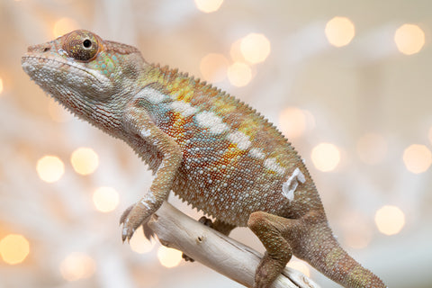 Holdbacks/Individuals: Ambilobe offspring from "Fandra Manody-volana" (AKA Pineapple Express) x "Voaotitra-nofy" (Inverted Dream) - Hatched Nov - Dec 2025 - Male #1