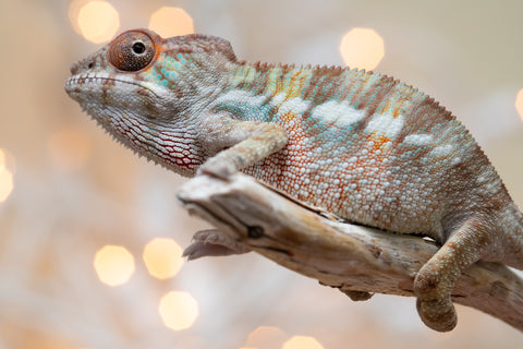 Holdbacks/Individuals: Ambilobe offspring from "Fandra Manody-volana" (AKA Pineapple Express) x "Voaotitra-nofy" (Inverted Dream) - Hatched Nov - Dec 2025 - Male #2