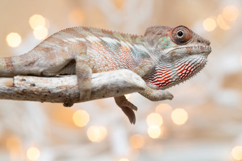 Holdbacks/Individuals: Ambilobe offspring from "Fandra Manody-volana" (AKA Pineapple Express) x "Voaotitra-nofy" (Inverted Dream) - Hatched Nov - Dec 2025 - Male #2