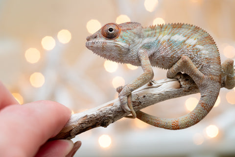 Holdbacks/Individuals: Ambilobe offspring from "Fandra Manody-volana" (AKA Pineapple Express) x "Voaotitra-nofy" (Inverted Dream) - Hatched Nov - Dec 2025 - Male #2