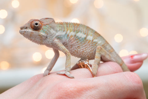 Holdbacks/Individuals: Ambilobe offspring from "Fandra Manody-volana" (AKA Pineapple Express) x "Voaotitra-nofy" (Inverted Dream) - Hatched Nov - Dec 2025 - Male #2