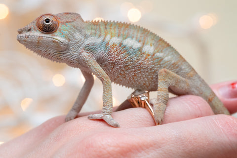 Holdbacks/Individuals: Ambilobe offspring from "Fandra Manody-volana" (AKA Pineapple Express) x "Voaotitra-nofy" (Inverted Dream) - Hatched Nov - Dec 2025 - Male #2