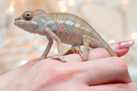 Holdbacks/Individuals: Ambilobe offspring from "Fandra Manody-volana" (AKA Pineapple Express) x "Voaotitra-nofy" (Inverted Dream) - Hatched Nov - Dec 2025 - Male #2