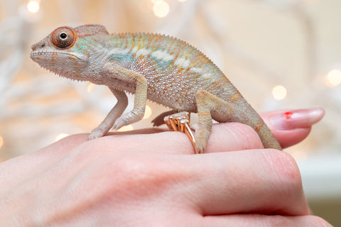 Holdbacks/Individuals: Ambilobe offspring from "Fandra Manody-volana" (AKA Pineapple Express) x "Voaotitra-nofy" (Inverted Dream) - Hatched Nov - Dec 2025 - Male #2