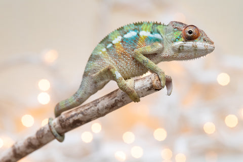 Holdbacks/Individuals: Ambilobe Offspring From "Fandra Manody-volana" (AKA Pineapple Express) x "Voaotitra-nofy" (Inverted Dream) - Hatched Nov - Dec 2025 - Male #3