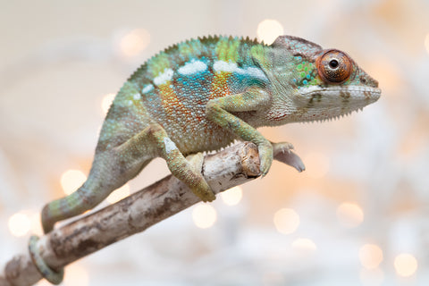 Holdbacks/Individuals: Ambilobe Offspring From "Fandra Manody-volana" (AKA Pineapple Express) x "Voaotitra-nofy" (Inverted Dream) - Hatched Nov - Dec 2025 - Male #3