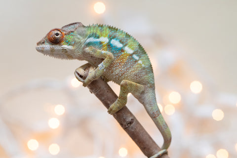 Holdbacks/Individuals: Ambilobe Offspring From "Fandra Manody-volana" (AKA Pineapple Express) x "Voaotitra-nofy" (Inverted Dream) - Hatched Nov - Dec 2025 - Male #3