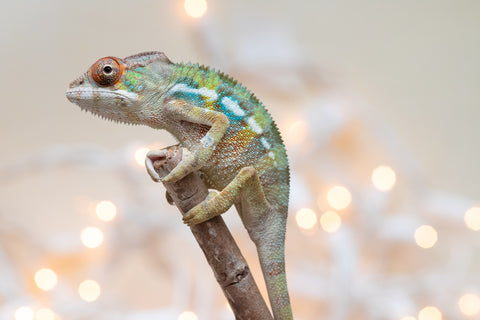 Holdbacks/Individuals: Ambilobe Offspring From "Fandra Manody-volana" (AKA Pineapple Express) x "Voaotitra-nofy" (Inverted Dream) - Hatched Nov - Dec 2025 - Male #3