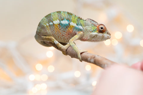 Holdbacks/Individuals: Ambilobe Offspring From "Fandra Manody-volana" (AKA Pineapple Express) x "Voaotitra-nofy" (Inverted Dream) - Hatched Nov - Dec 2025 - Male #3